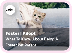 Showing a cat relaxing on a couch. A post to help you adopt/foster a pet - What to know about being a foster parent.