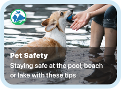 Pet parent tips about dog safety while swimming and nearby pools, the beach, or a lake.