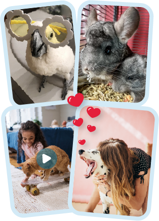 Showing a funny bird with glasses, a chinchilla eating good food, a funny cat video with a cat on a skateboard, and a dog mom hugging her dalmation.